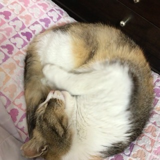 急募！家族に迎えてくださる方いらっしゃいませんか