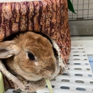至急です。うさぎネザーランド里親募集
