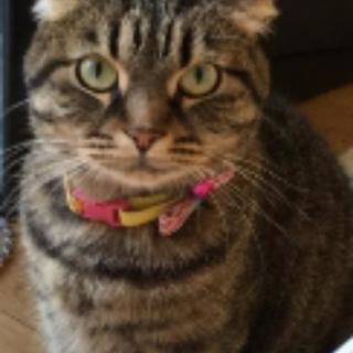 飼い猫探しています(T-T)
