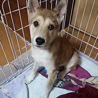 妹分たち（子犬）の面倒も見てくれるやさしい小春ちゃん4カ月です。