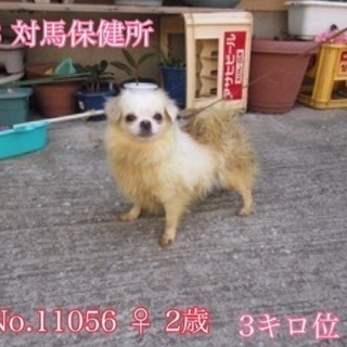 譲渡先決定 有難うございました！🆘離島の保健所に飼い主持ち込み❗...