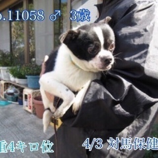 里親決定！有難うございました！🆘離島の保健所飼い主持込❗️パグと...