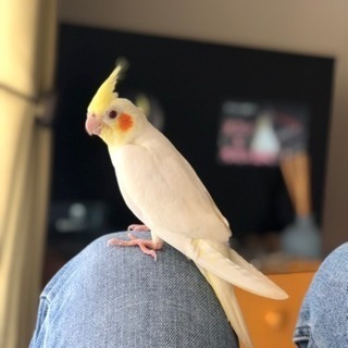 オカメインコの小杉(こすぎ) 可愛がってくれる方お願いします。