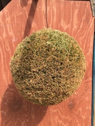 杉玉