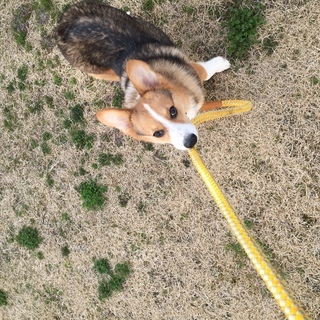 【里親募集】おちゃめでかわいいコーギーの男の子 - 犬