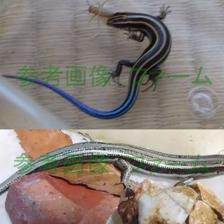 ニホントカゲ