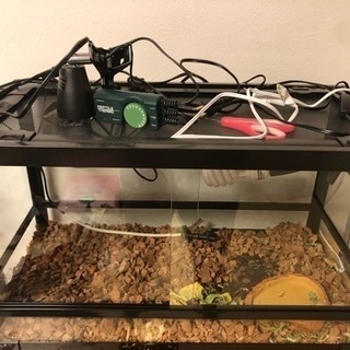 爬虫類ゲージ美品！