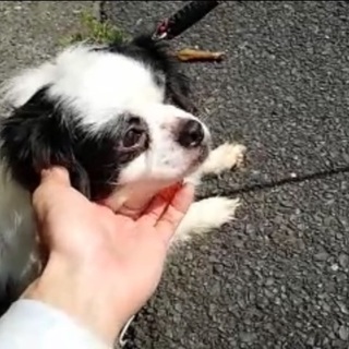 里親決定！有難うございました！  🆘飼い主持込で保健所収容！チワ...
