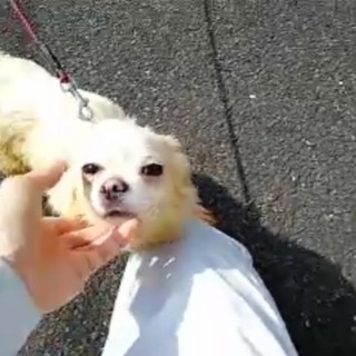 譲渡先決定 有難うございました！🆘飼い主持込！離島の保健所🆘チワ...
