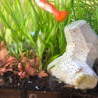 ミナミヌマエビ・水草・テトラポッド