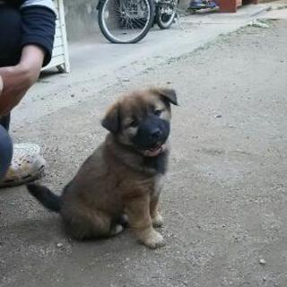 子犬の里親募集男の子は決まりました。女の子は相談中です。 - 犬