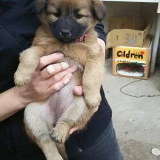 子犬の里親募集男の子は決まりました。女の子は相談中です。 - 里親募集