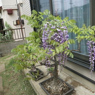 しだれ藤 盆栽 フジ 　植物　 ふじ