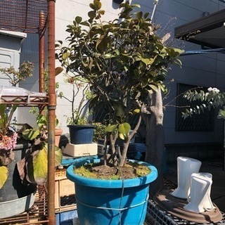 松、椿など植木、大物鉢物