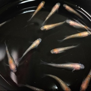 紅白ラメメダカ 20匹【選別漏れ】の画像