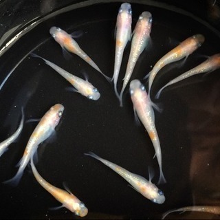 紅白ラメメダカ 20匹【選別漏れ】の画像