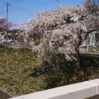 🌸ママ友募集中です🌸