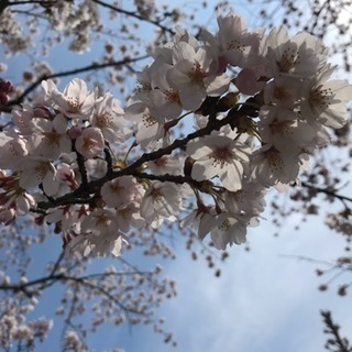 カイロプラクティック１dayスクール🍀の画像