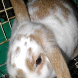 ロップイヤー 1歳半の里親さんの募集します