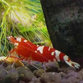 赤優先型タイヂ    レッドビーシュリンプ