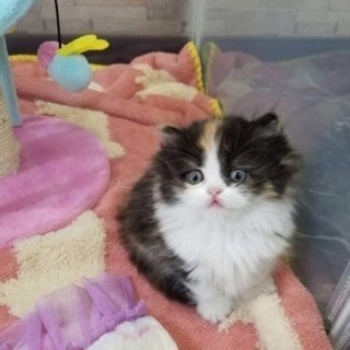 ★猫のお世話バイト募集中★