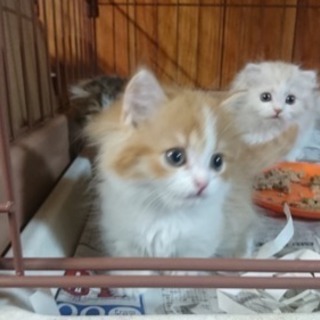 ★猫のお世話バイト募集中★の画像