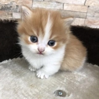 ★猫のお世話バイト募集中★の画像