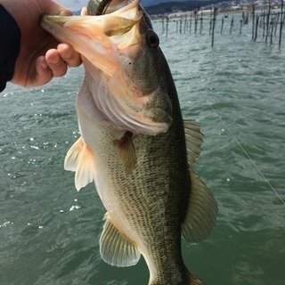 バス釣り