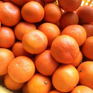 訳ありの天草オレンジ🍊紀州和歌山下津産🍊🍊🍊10キロ🍊家庭用🍊農産物