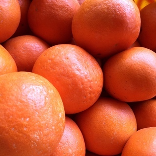 訳ありの天草オレンジ🍊紀州和歌山下津産🍊🍊🍊10キロ🍊家庭用🍊農産物の画像