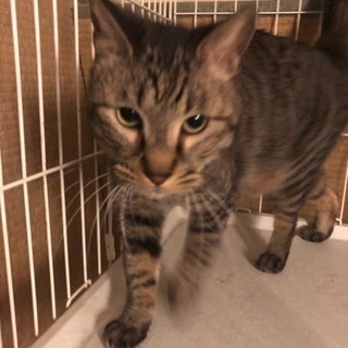 5歳のキジトラ、日本猫の特徴があります