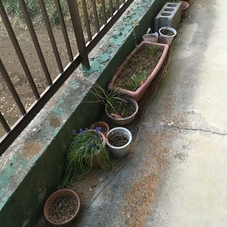 プラスチック植木鉢 まとめ売り