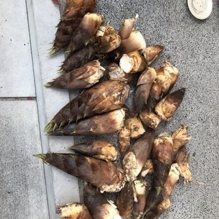 タケノコ狩りさせて下さい！