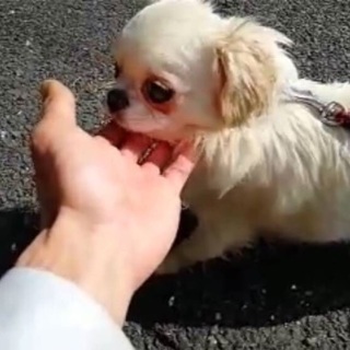 里親決定！有難うございました！🆘チワワパグmix2歳♀🆘飼い主持...