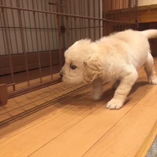 【里親募集】ひとなつっこいゴールデンの男の子 - 犬