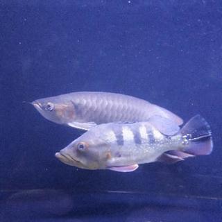 ワイルドキクラ　熱帯魚