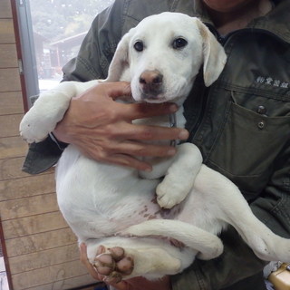 イノシシ用猟犬（たて犬）子犬あげます。