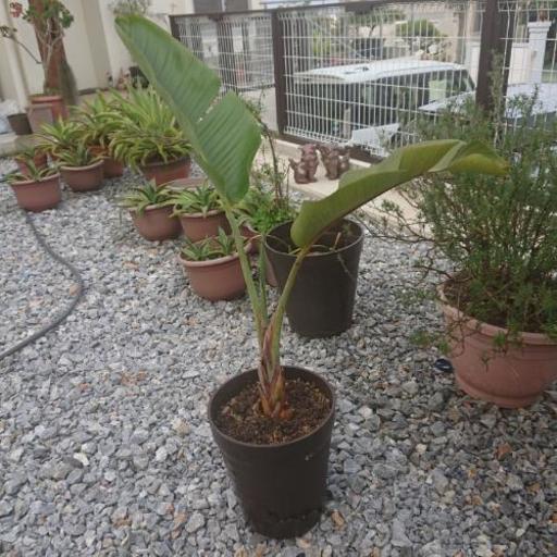 観葉植物