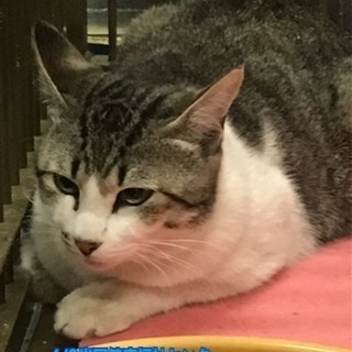 保健所収容  命に期限をつけないで！🍀譲渡されました🍀