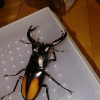 セアカ（パリ－）フタマタクワガタペア
