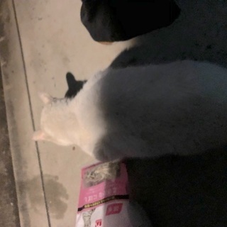 どうかお迎えしてあげてください…！