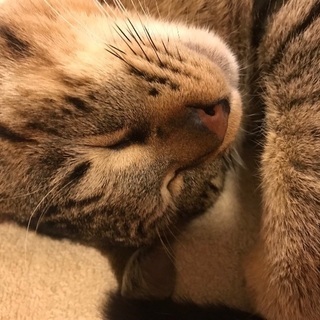 寒い冬を乗り越えた6か月位の保護猫ちゃん