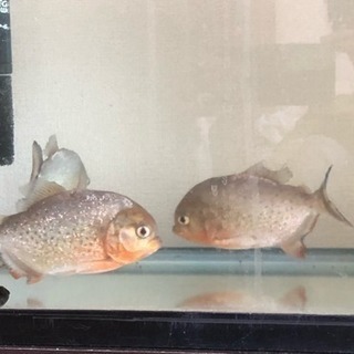 ピラニアナッテリーの画像