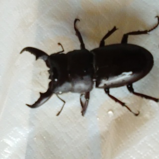 香川県産　ヒラタクワガタ♂（♀をお持ちの方で手渡し限定）