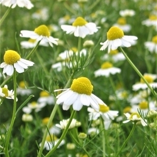 🍀ペットのためのハーブ🍀の画像