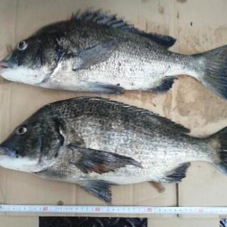 釣りしませんか