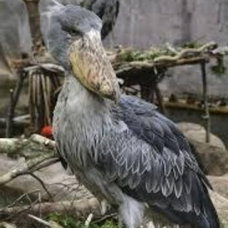 足立区 pupgモバイル