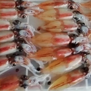 富山から美しい生ホタルイカが入荷！