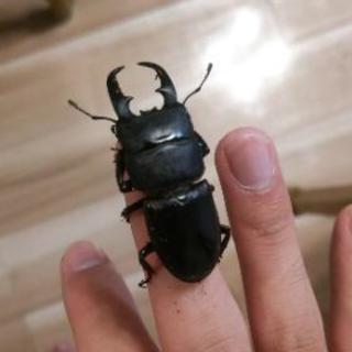 ヒラタクワガタ オス単品