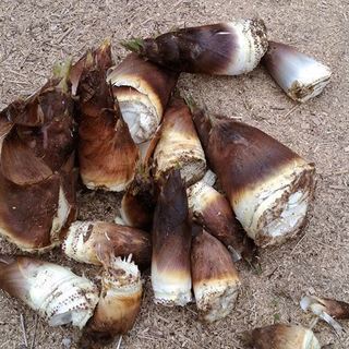 作物と物々交換どうでしょう？今は筍。甘夏